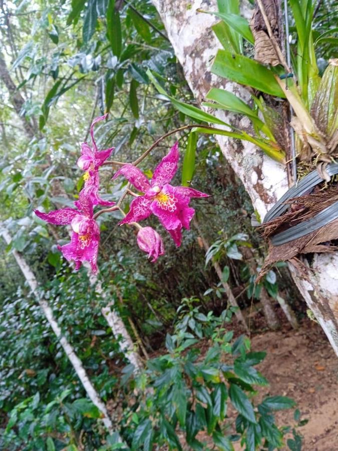 Casa De Campo Banheira, Lareira E Cachoeira Pedra Azul  Eksteriør billede